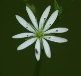 Stellaria graminea