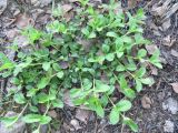 Veronica officinalis
