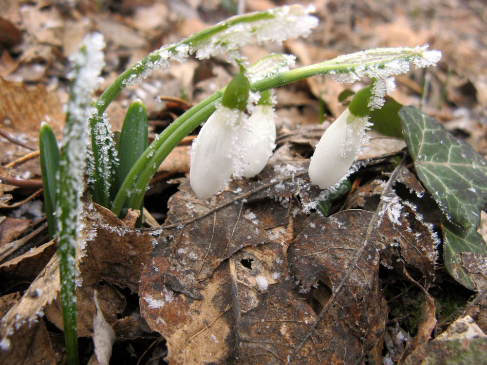 Изображение особи Galanthus plicatus.