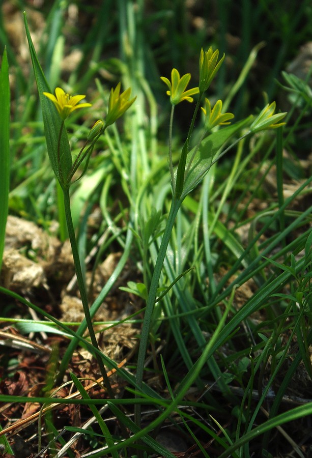 Image of genus Gagea specimen.