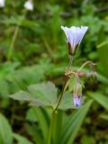 Geranium krylovii