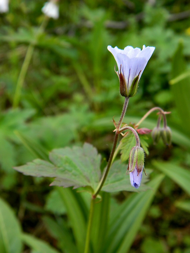 Image of Geranium krylovii specimen.