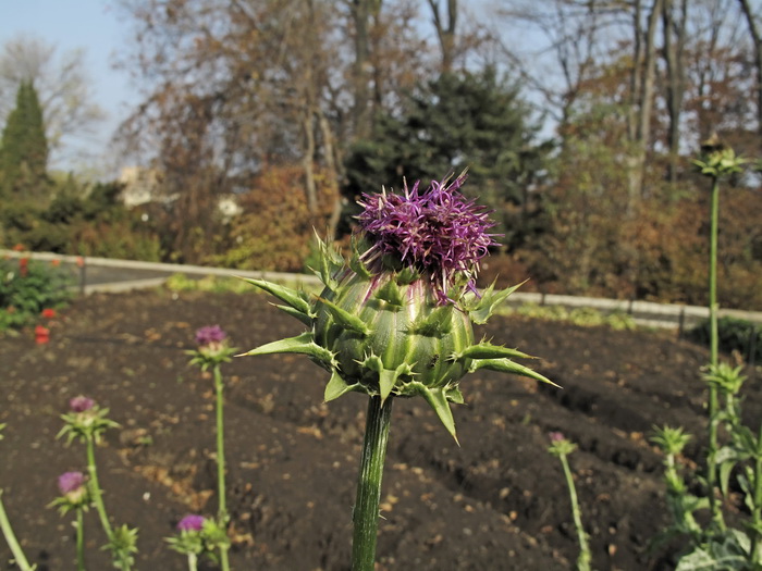 Image of Silybum marianum specimen.