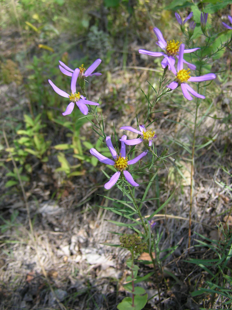 Image of Galatella angustissima specimen.