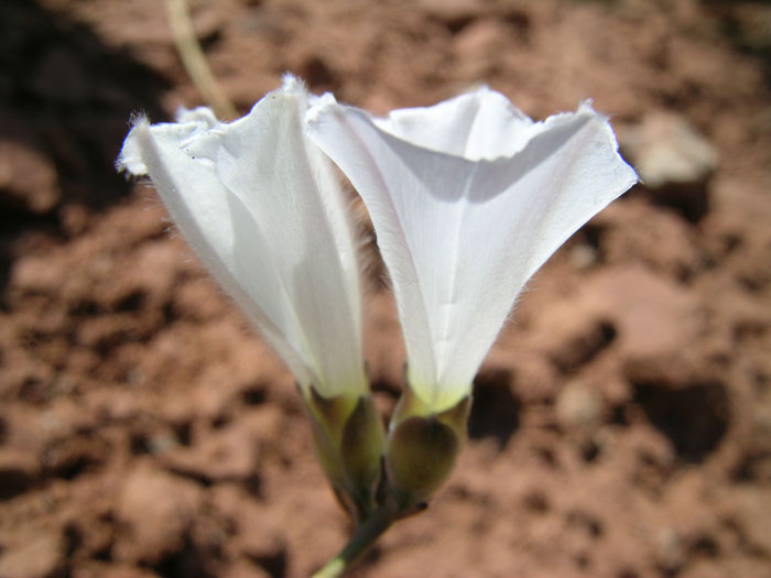 Изображение особи Convolvulus krauseanus.