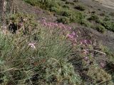 Dianthus orientalis