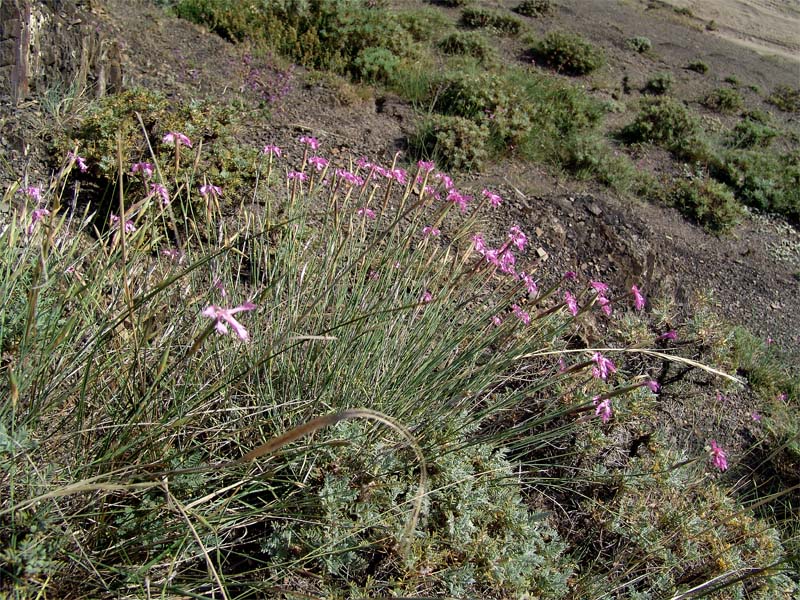 Изображение особи Dianthus orientalis.