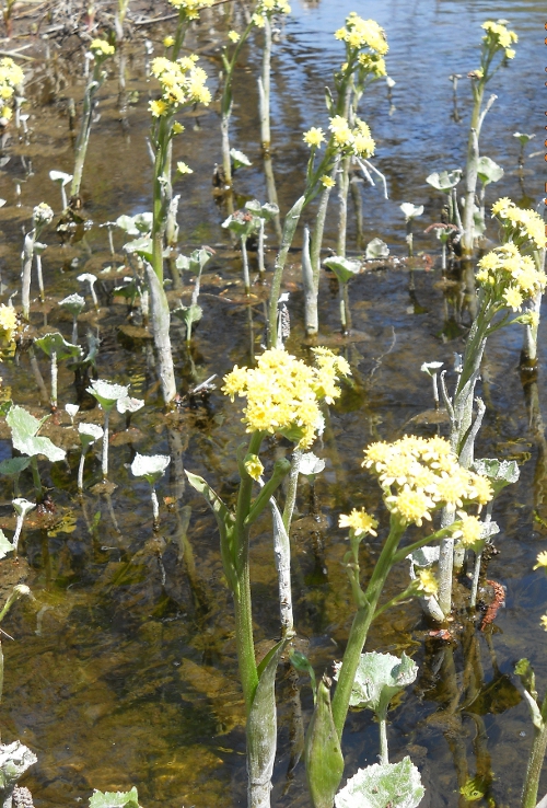 Image of Petasites radiatus specimen.