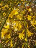 Jasminum nudiflorum. Побеги с обмёрзшими цветками. Черноморское побережье Кавказа, г. Новороссийск, в культуре. 28 января 2012 г.