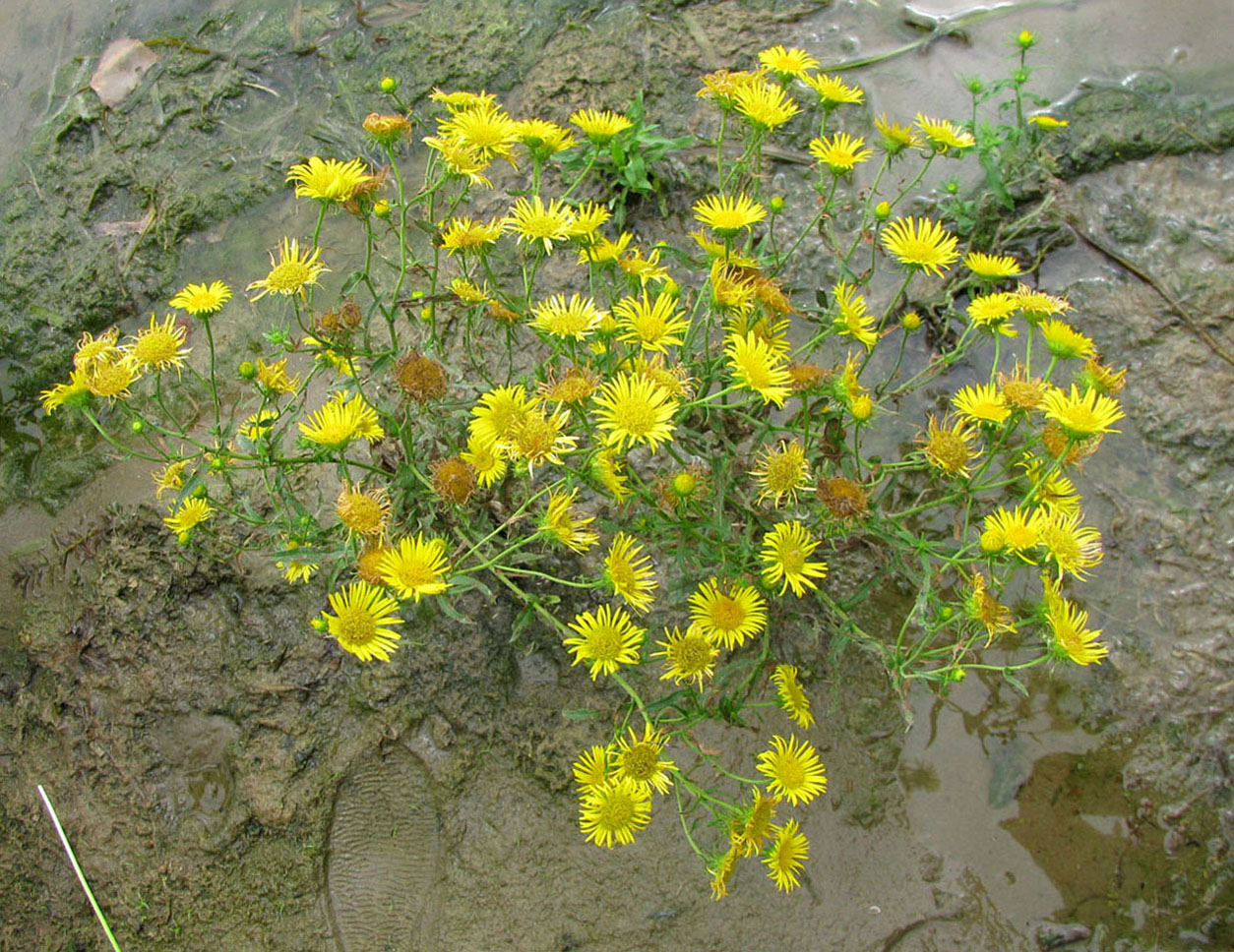 Изображение особи Inula caspica.