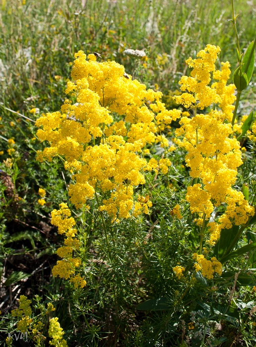 Изображение особи Galium verum.