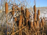 Typha tichomirovii