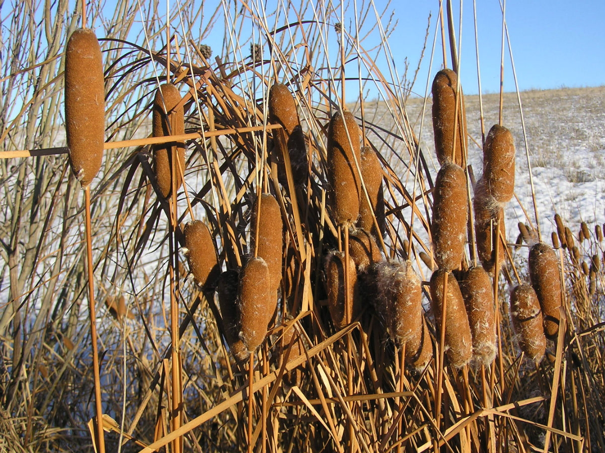 Image of Typha tichomirovii specimen.