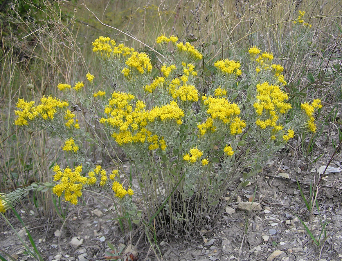 Image of Galatella villosa specimen.