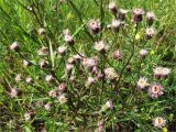 Erigeron uralensis