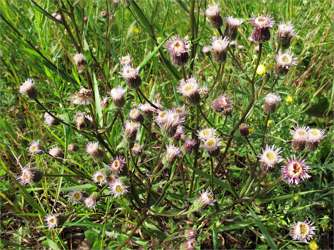 Image of Erigeron uralensis specimen.