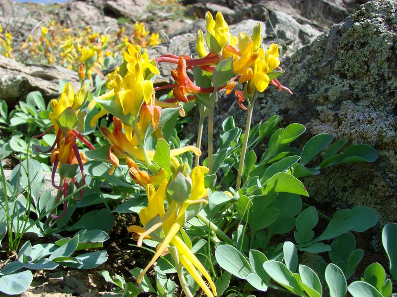 Image of Corydalis sewerzowii specimen.