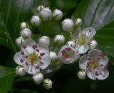 Crataegus punctata. Раскрывающееся соцветие; видны двойные пестики. Киев, Святошинский лес. 14 мая 2012 г.