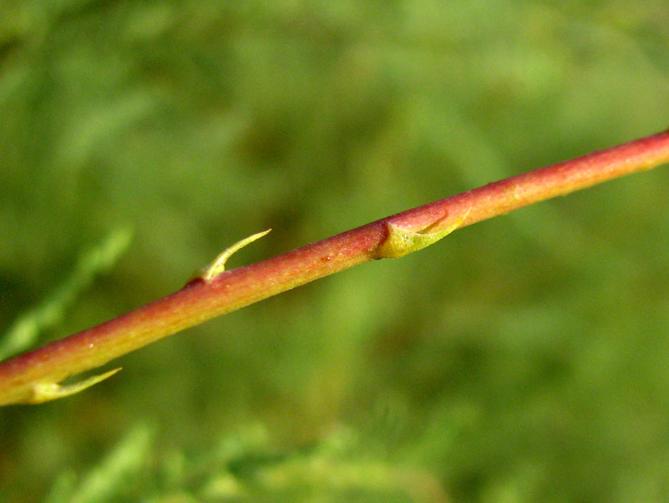 Image of Tamarix ramosissima specimen.