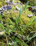 Poa remota