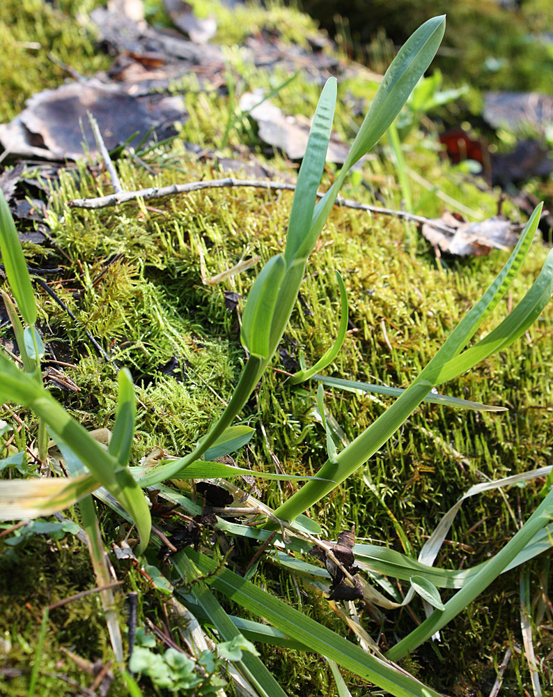 Image of Poa remota specimen.