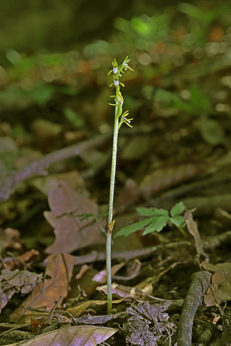 Изображение особи Corallorhiza trifida.