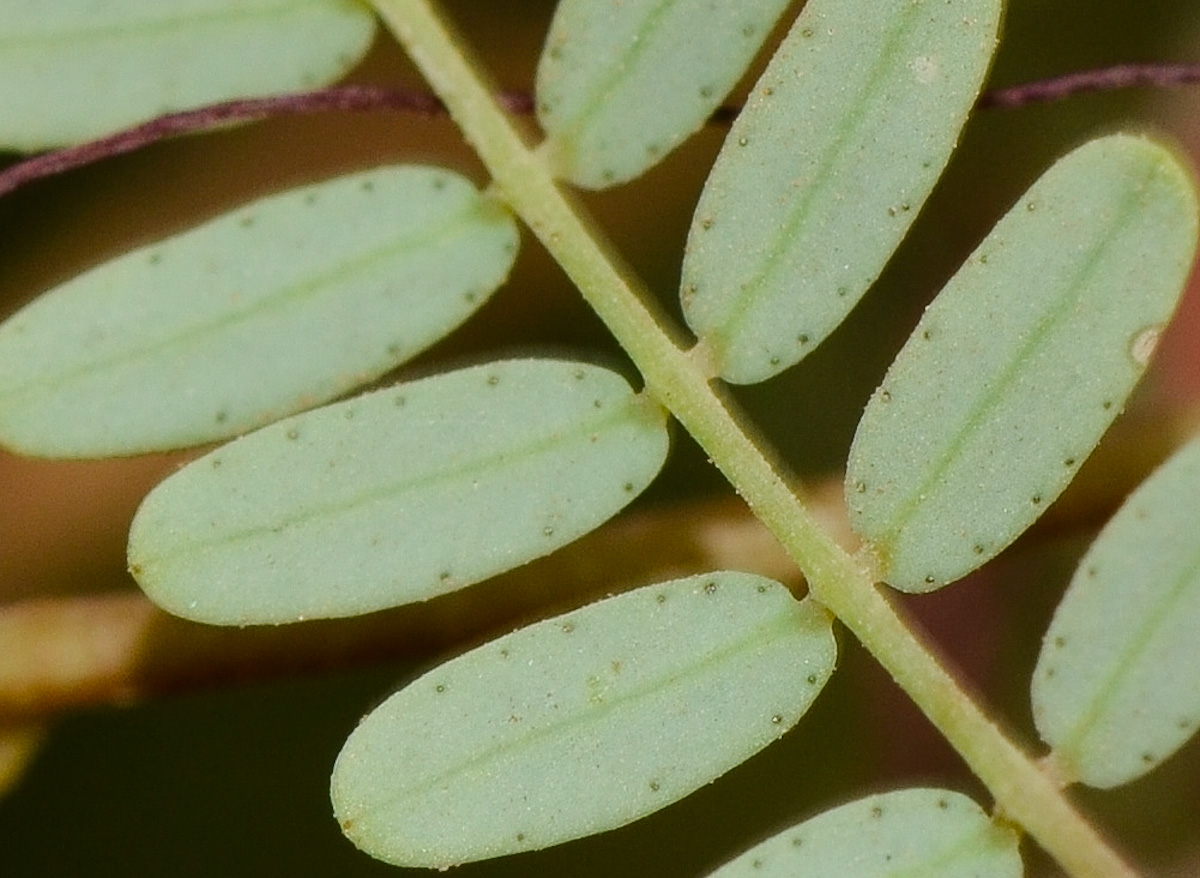 Image of Caesalpinia gilliesii specimen.