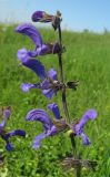 Salvia pratensis. Верхушка соцветия. Крым, Долгоруковская яйла. 11 июня 2012 г.