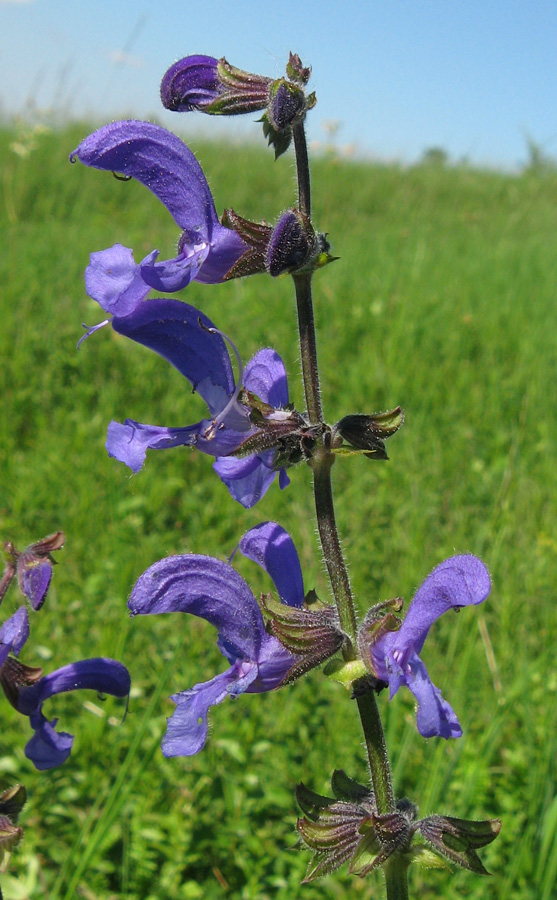 Изображение особи Salvia pratensis.