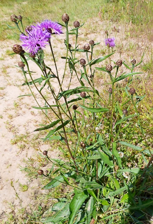 Изображение особи Centaurea jacea.