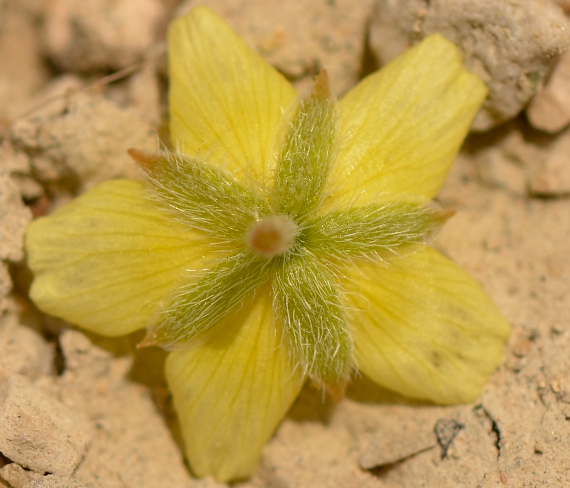 Изображение особи Tribulus terrestris.