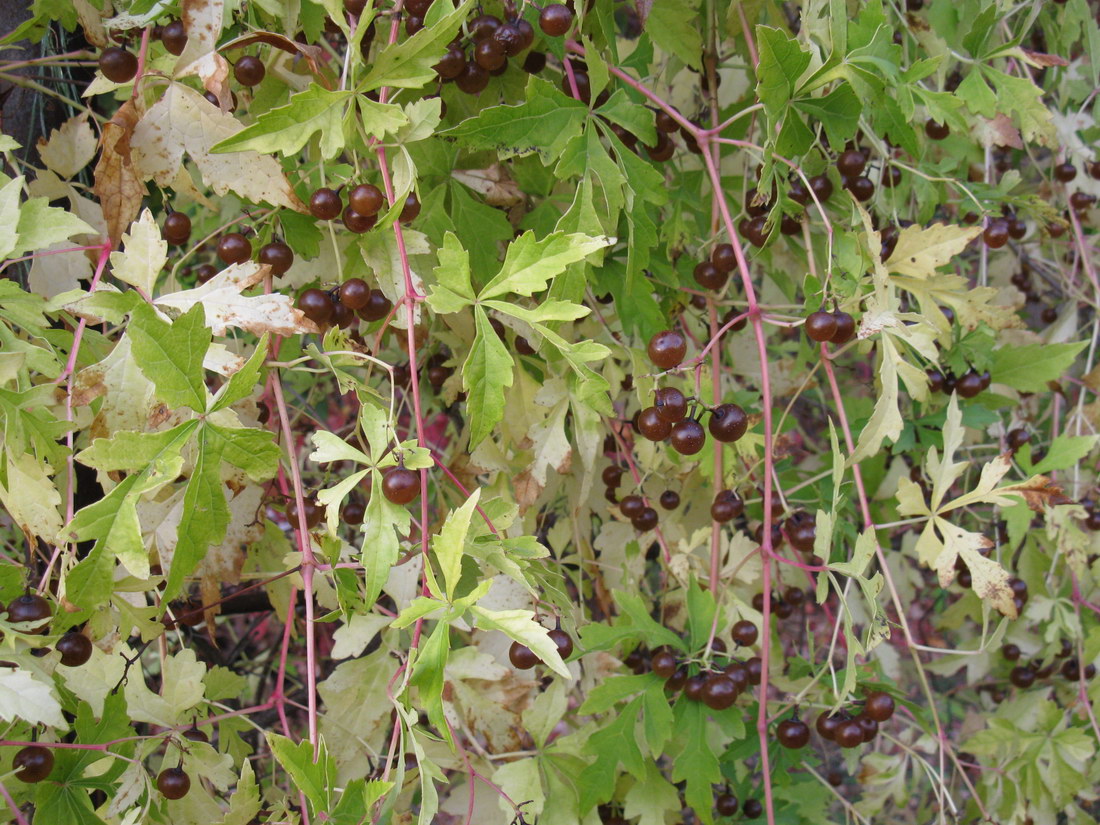 Image of Ampelopsis aconitifolia specimen.