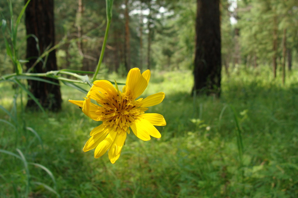 Image of Tragopogon orientalis specimen.