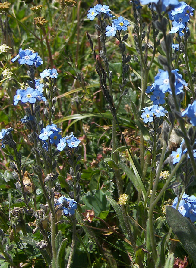 Изображение особи Myosotis alpestris.