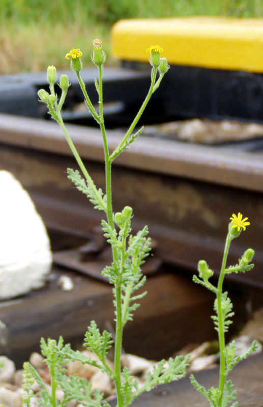 Изображение особи Senecio viscosus.