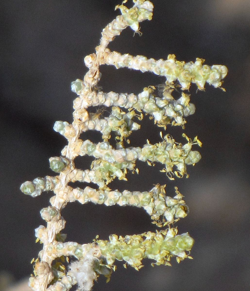 Изображение особи Salsola cyclophylla.