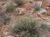 Silene fruticulosa