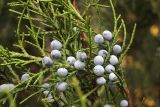 Juniperus virginiana