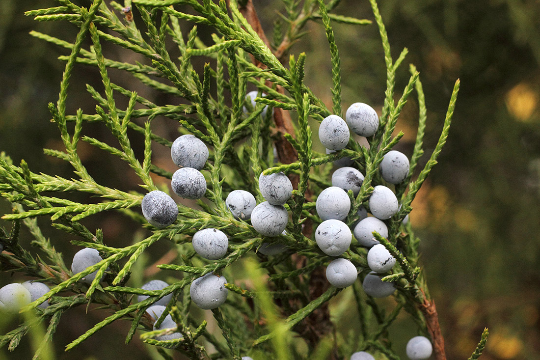 Изображение особи Juniperus virginiana.