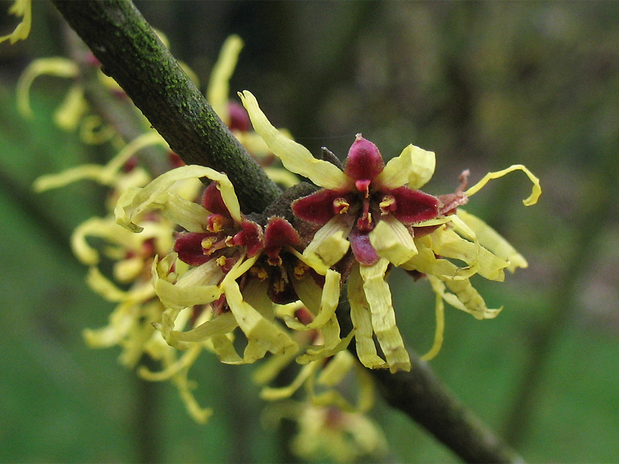 Image of Hamamelis japonica specimen.