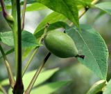 Juglans mandshurica. Плод. Московская обл., Раменский р-н, окр. дер. Хрипань, садовый участок. 10.07.2012.