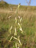 Silene chlorantha. Верхушка соцветия с цветками и завязавшимися плодами. Саратовская обл., Саратовский р-н, участок разнотравно-злаковой степи в основании песчано-каменистого склона юго-западной экспозиции. 29 сентября 2012 г.