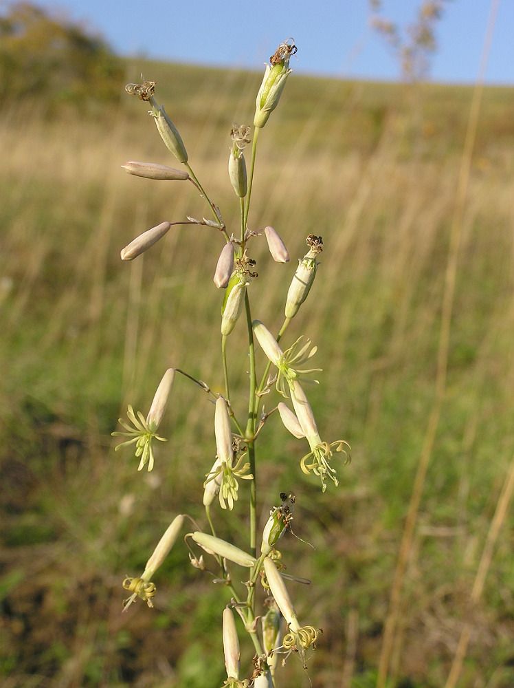 Изображение особи Silene chlorantha.