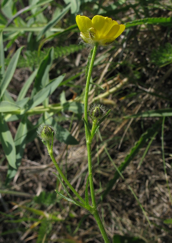 Изображение особи Ranunculus polyanthemos.