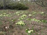 Primula vulgaris