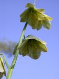 Fritillaria persica. Цветки. Israel, Mount Carmel, Nachal Oren. 06.02.2008.