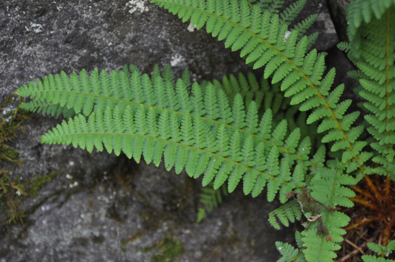 Image of Dryopteris fragrans specimen.