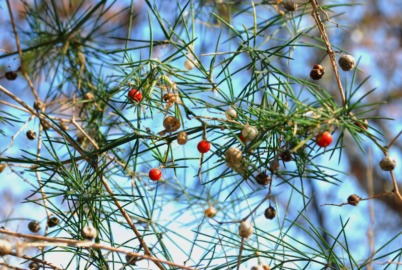 Image of Asparagus persicus specimen.