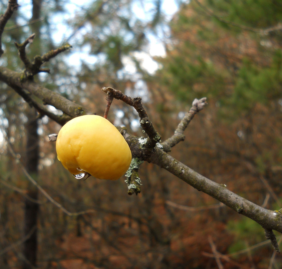 Image of Malus sylvestris specimen.