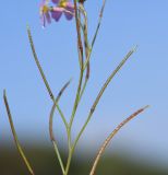 Malcolmia pulchella. Часть побега с созревающими плодами. Израиль, Шарон, г. Герцлия, 1 км севернее пос. Ноф Ям. 19.02.2019.